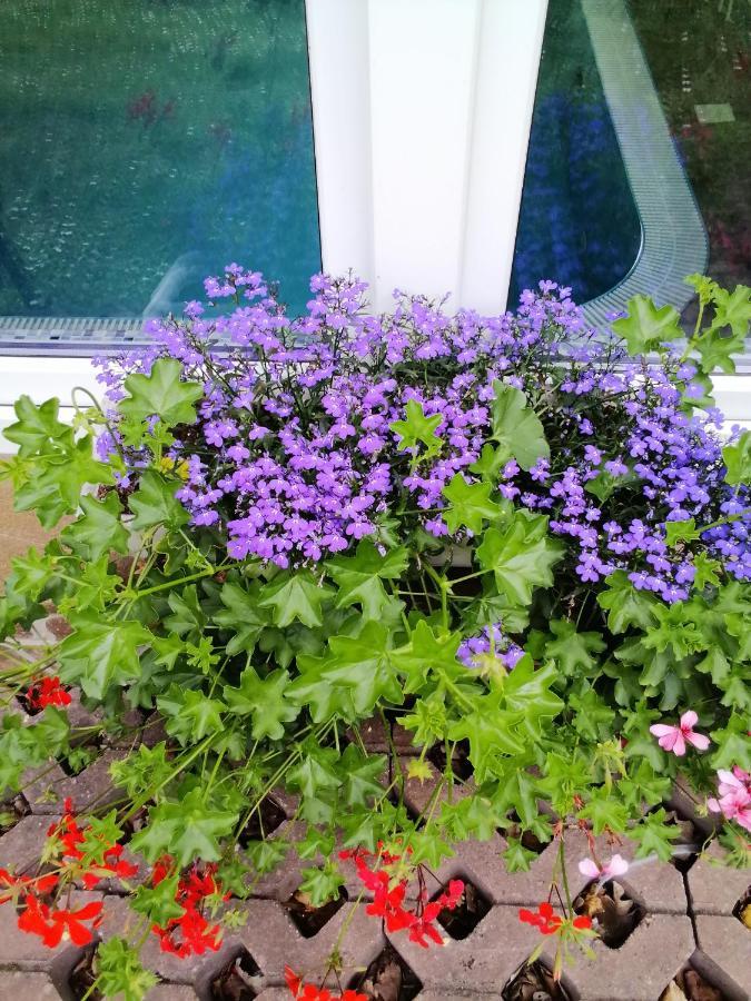 Świeradów-Zdrój Pasja B&B 외부 사진